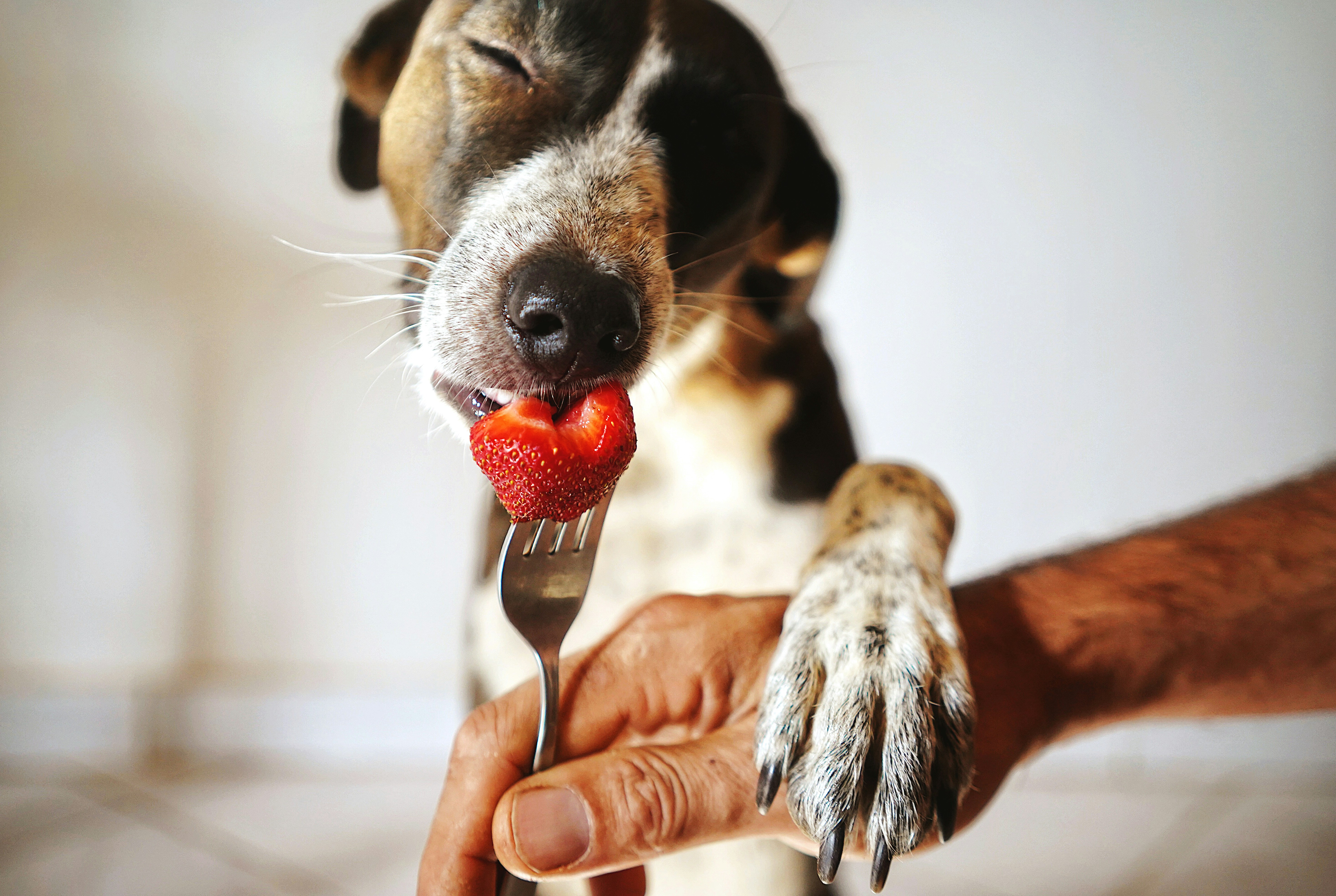 imagem de um cachorro comendo um morango